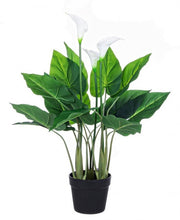 Plante calla pour décoration avec pot 68h cm