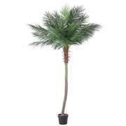 pianta palma c-vaso 21foglie h300