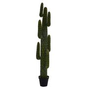 Plantes cactus mexicaines avec pot noir cmø40 h 183