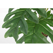 Philodendron moleté 90h cm