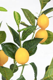 Citronnier avec pot 198 feuilles hauteur 120 cm