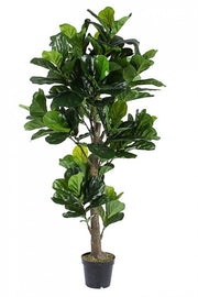 Plante décoration d'intérieur Ficus Lyrata avec pot