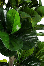 Plante décoration d'intérieur Ficus Lyrata avec pot
