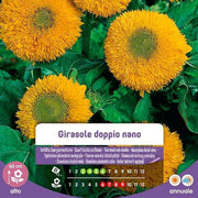 Graines de tournesol double nain dans une enveloppe