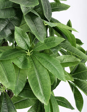 2x Pachira Aquatica Plante C-Pot 280F H120