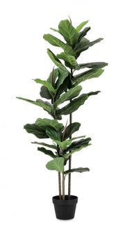 2x Ficus Lyrata Plante C-Vase 39 Feuilles H145