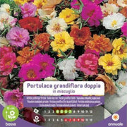 Graines doubles de Portulaca grandiflora dans une enveloppe