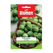 Graines de chou de Bruxelles Blumen