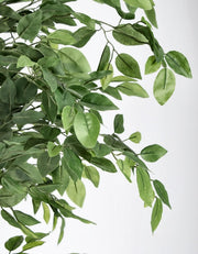 2x Banyan Plant C-Vase 2480 Feuilles H210