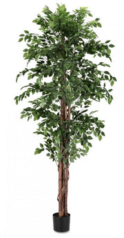 2x Banyan Plant C-Vase 2480 Feuilles H210