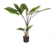 Plante décorative 10 feuilles Dieffenbachia