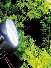 Spotlight LED 6W 4000K Ligne de renard noir