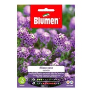 Graines Dwarf Violet Alyssum En Enveloppe