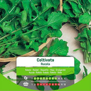 Graines de roquette cultivées en enveloppe