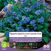 Blue Myosotis Alpestris Ou Myosotis Graines En Enveloppe